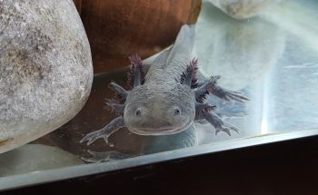 Museo del Axolote
