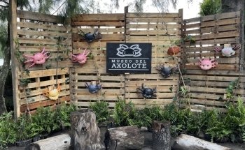 Museo del Axolote