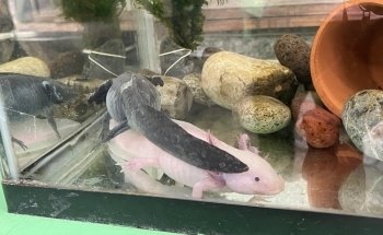 Museo del Axolote