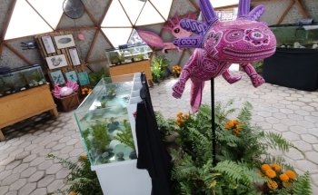 Museo del Axolote