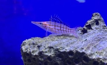 Fauna Acuario