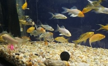 Fauna Acuario