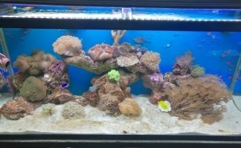 Fauna Acuario
