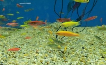Fauna Acuario