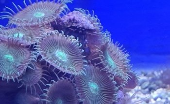 Fauna Acuario