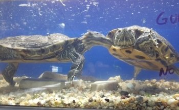 Fauna Acuario