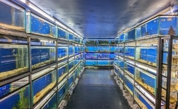 Fauna Acuario