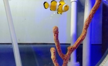 Acuario Interactivo