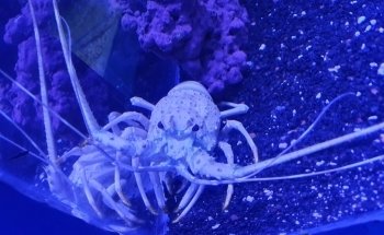 Acuario Interactivo