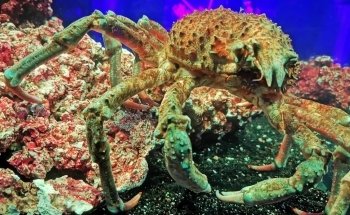 Acuario Interactivo