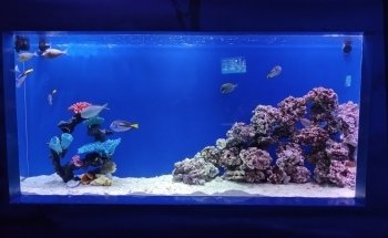 Acuario Interactivo
