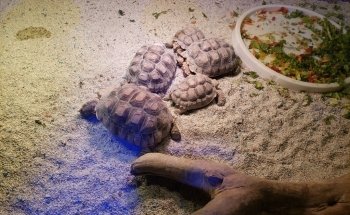 Acuario Interactivo