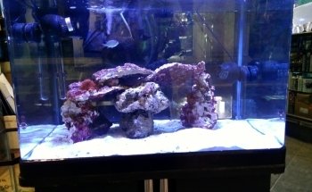 La Casa de los Peces