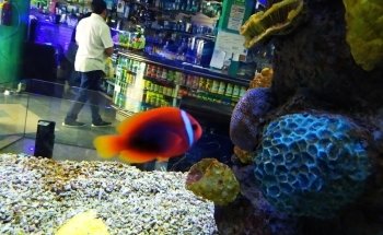 La Casa de los Peces