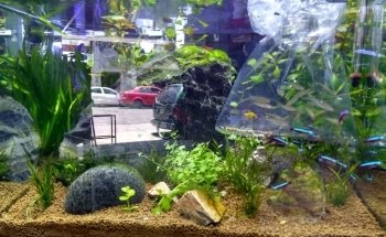 La Casa de los Peces