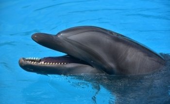 Dolphinaris Riviera Maya