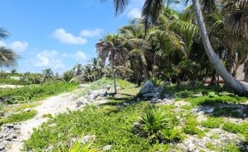 Dolphin Discovery Tulum-Akumal