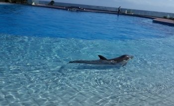 Dolphin Discovery Tulum-Akumal