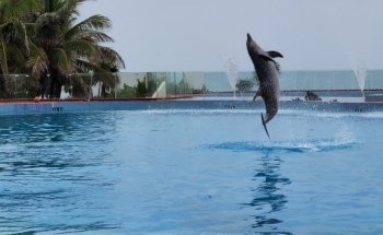 Dolphin Discovery Tulum-Akumal