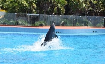 Dolphin Discovery Tulum-Akumal