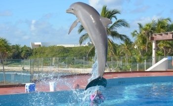 Dolphin Discovery Tulum-Akumal