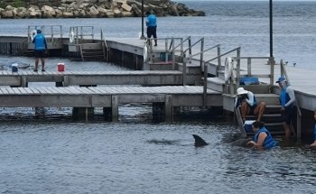 Delphinus Puerto Morelos