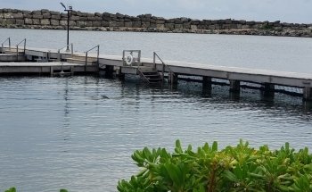 Delphinus Puerto Morelos