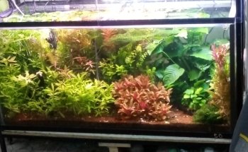 Acuario y Tienda de Mascotas MascoPlaza