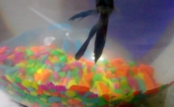 Acuario y Tienda de Mascotas MascoPlaza