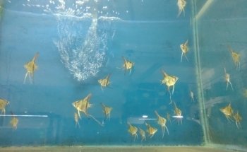 ACUARIO ACUABICI