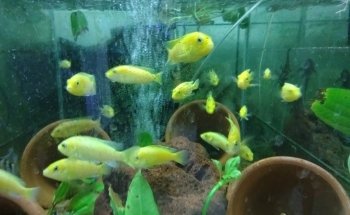 ACUARIO ACUABICI