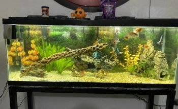 ACUARIO ACUABICI