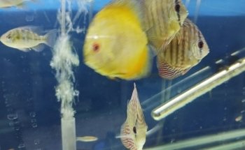 ACUARIO ACUABICI