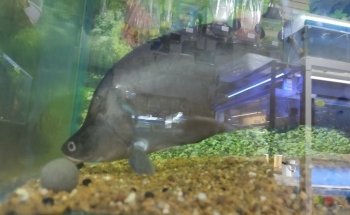 ACUARIO ACUABICI
