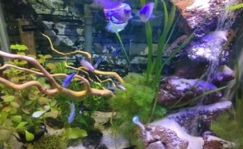 ACUARIO ACUABICI