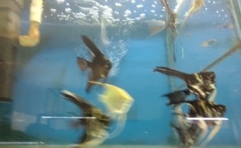 ACUARIO ACUABICI