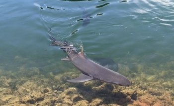 Ocean Park Aquarium