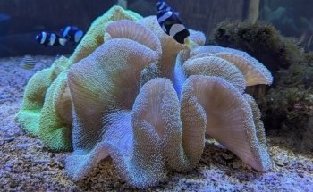 Ocean Park Aquarium