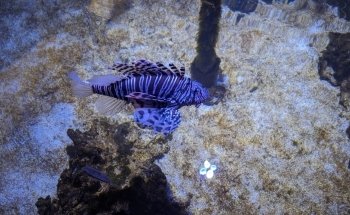 Ocean Park Aquarium