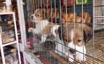 Veterinaria y Farmacia Mascotas del Centro