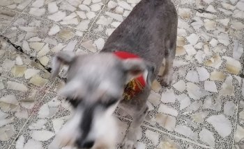 Veterinaria y Farmacia Mascotas del Centro