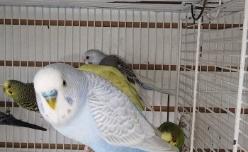 Veterinaria y Farmacia Mascotas del Centro