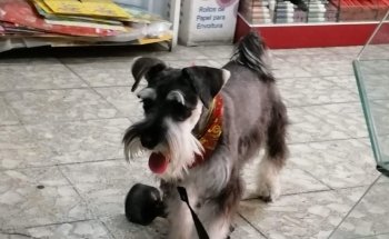 Veterinaria y Farmacia Mascotas del Centro