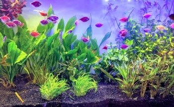 AQUARIUM