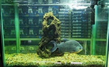 Acuario