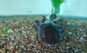 Acuario Tlaxcala, Acuatlax