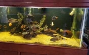 Acuario Pepe Pez