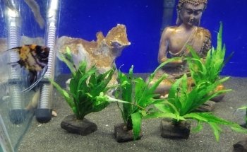 Acuario Pepe Pez