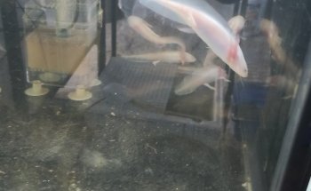 Acuario Pepe Pez