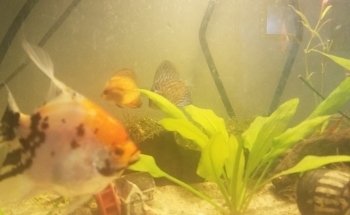 Acuario Pepe Pez